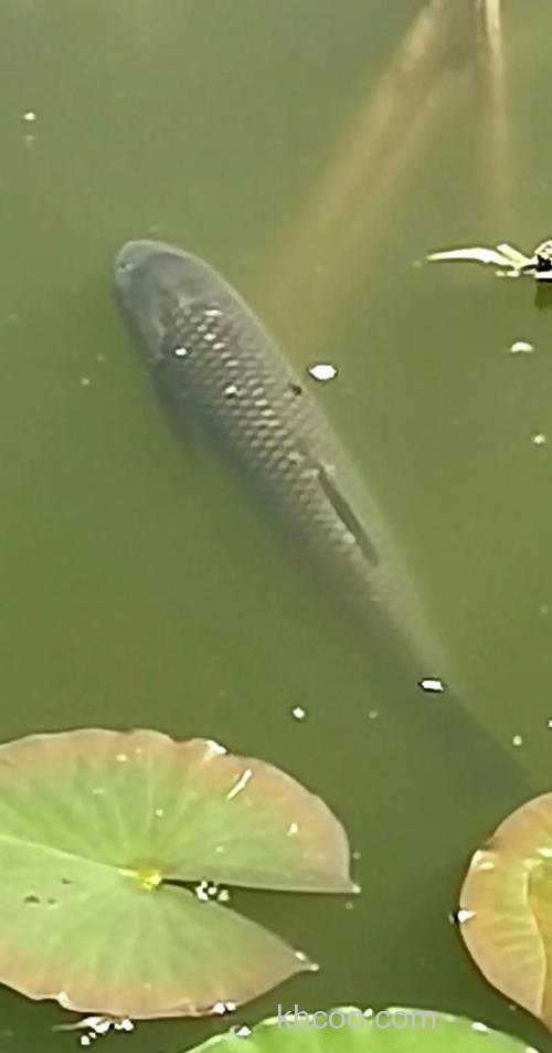 初秋阴天大鱼在多深的水域？