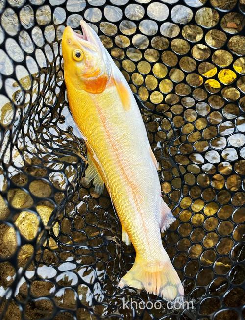 金鳟用什么饵？