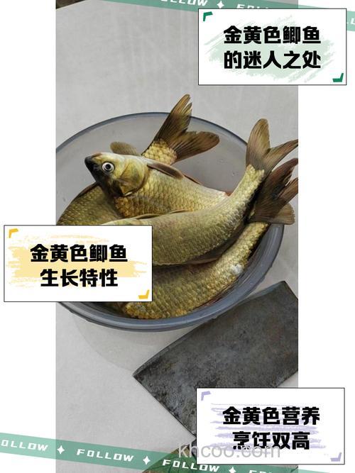 小黄丫野钓鲫鱼效果怎么样？