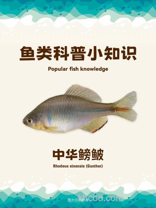 鳑鲏怎么读?鳑鲏鱼可以吃吗？