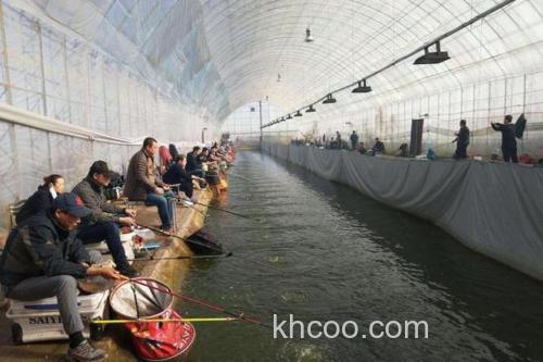 冬季大棚钓鲤鱼用一什么食