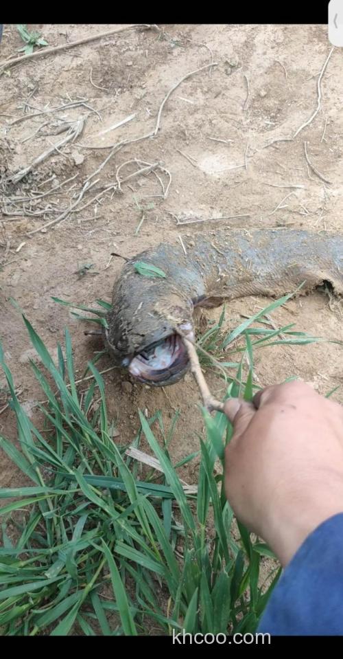 求鲢鱼（两根胡子的）养殖技术？