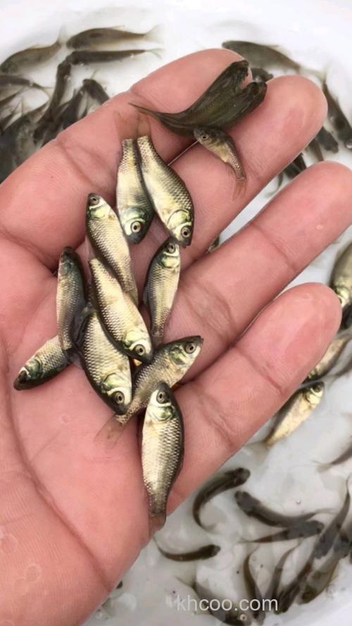 鲫鱼苗哪个品种长得快?