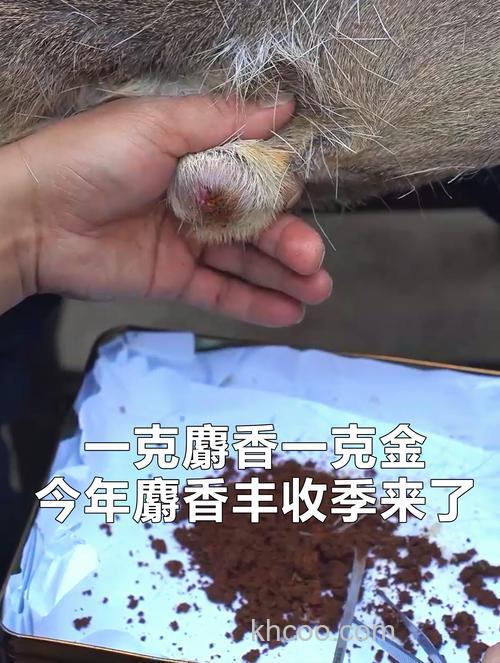 麝香是什么动物身上的哪个部位？