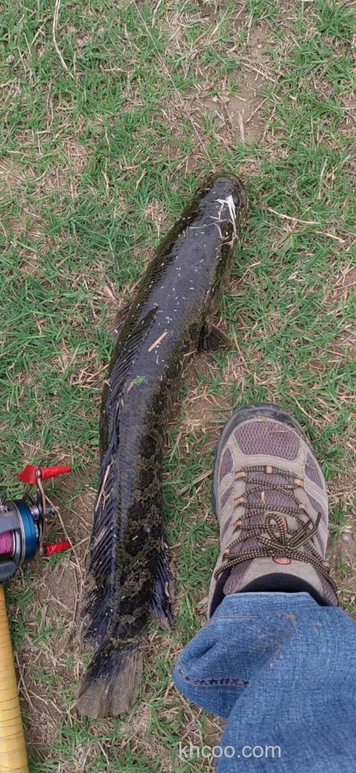 自然水域更容易路亚到黑鱼