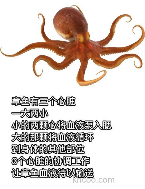 八爪鱼几个眼睛？八爪鱼眼睛可以吃吗？