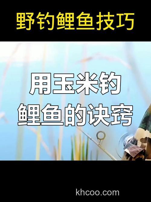 夏天钓鲤鱼用玉米怎么样