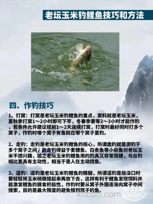 高手指导下玉米如何做饵钓鲤鱼