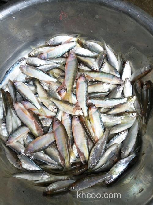 钓桃花斑用什么饵最好钓？