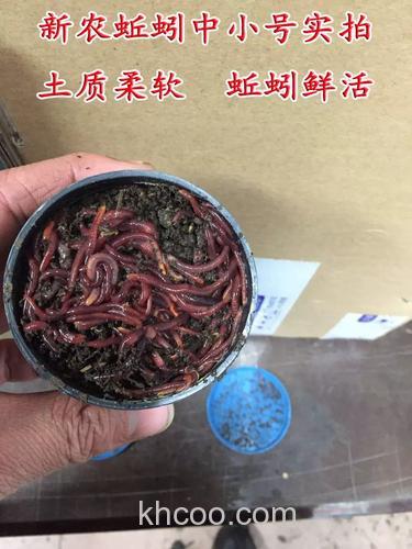 活蚯蚓泥和商品饵料可以钓鱼吗？