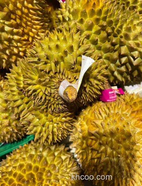 榴莲泡水可钓鱼不？