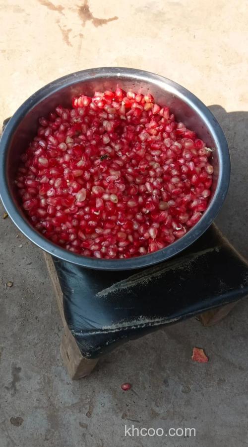 石榴籽能钓鱼吗