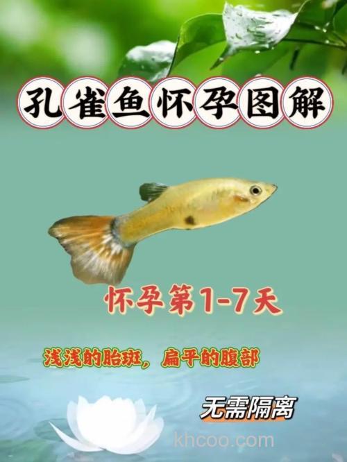 孔雀鱼多久繁殖一次？孔雀鱼怀孕多长时间生小鱼？