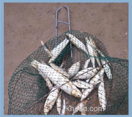 3月份什么鱼好钓