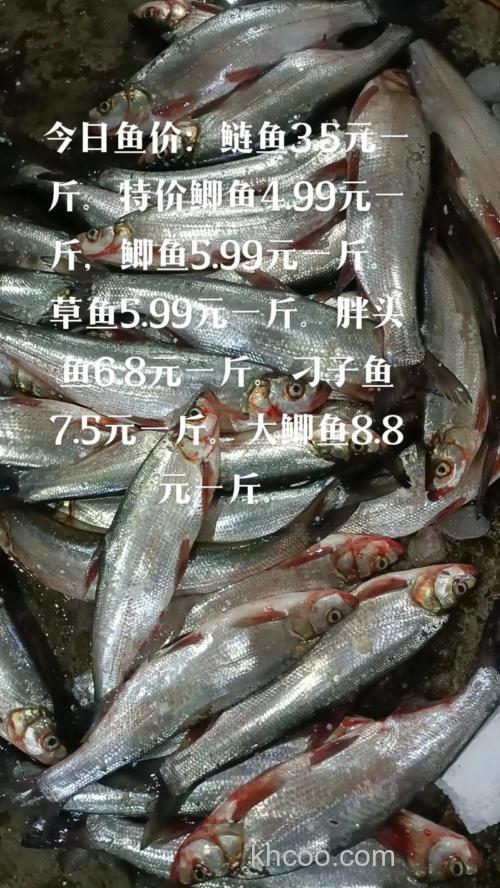 海鲢鱼好吃吗?海鲢鱼多少钱一斤？