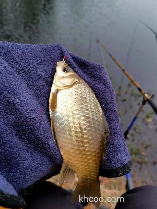 猪油渣能钓鱼吗？