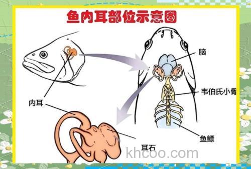 鱼耳朵长在哪里？它是怎么感知环境的？