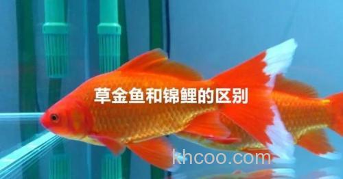 香薷和郁金钓鲤鱼效果？