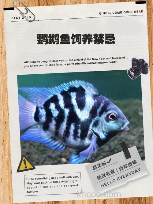 鹦鹉鱼吃熟的瘦肉好不好？