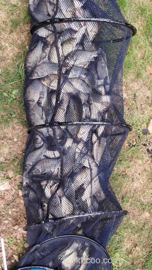 夏钓鳊鱼，稍作准备即可爆护