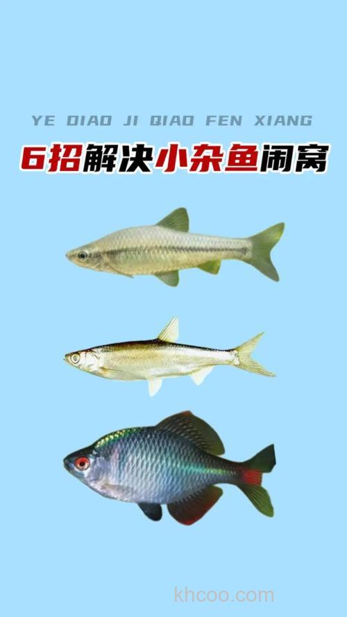 杂鱼闹窝的最有效的方法是什么？