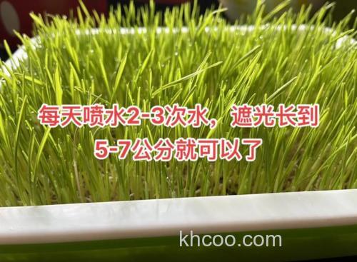 请教高手，小麦粒怎么泡