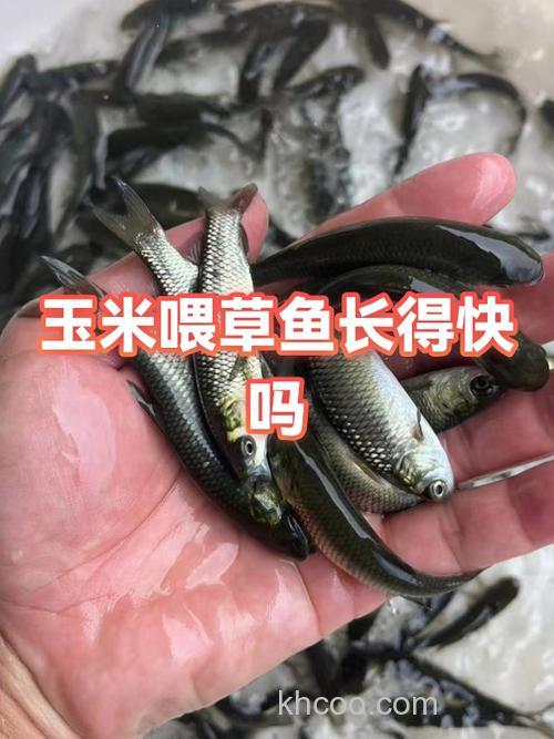 十公分草鱼怎么喂玉米？