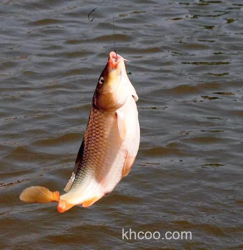 用什么东西钓鲤鱼最好