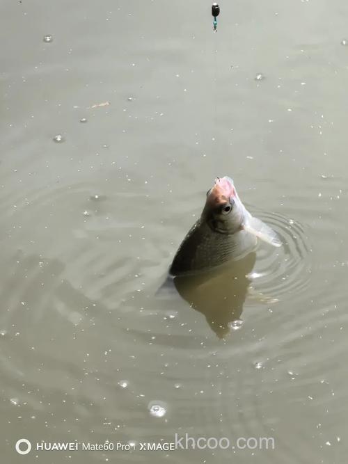 夏季钓大鳊鱼的4点要素