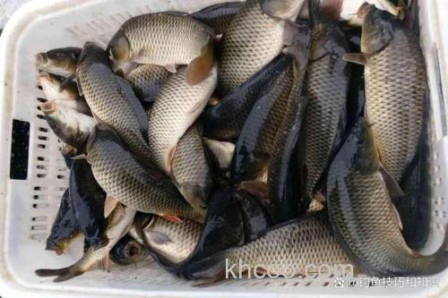 钓鱼王黑坑鲤怎么样