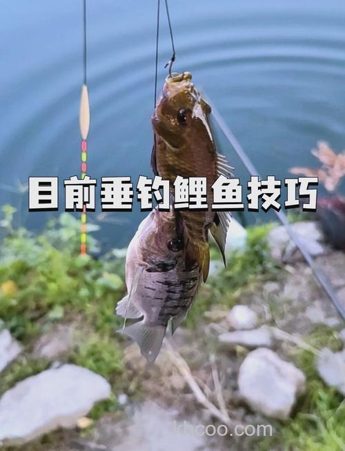 冬季野钓鲤鱼技巧钓多深？冬季野钓鲤鱼用什么饵好钓？