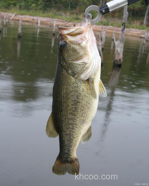 鲢鳙缺氧会开口吗？
