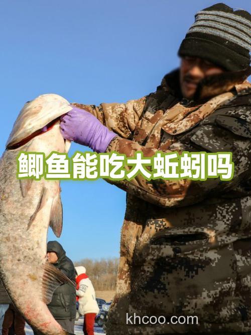 鲫鱼鲤鱼吃蚯蚓吗？