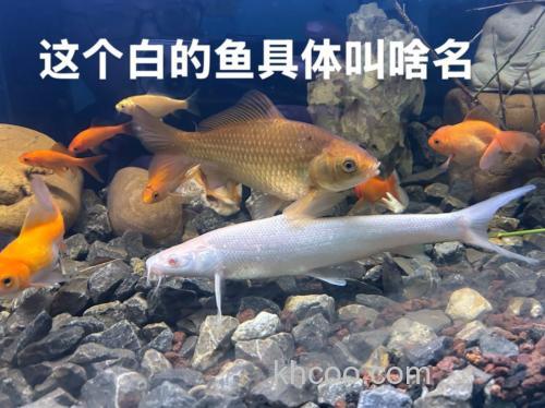 白条鱼属于什么档次?