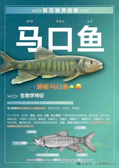 马口鱼价格大起底！探寻最佳烹饪秘籍