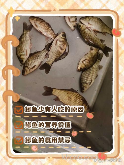 水中有鲫鱼，为什么却不吃钩