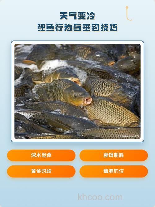 天气变冷怎么样钓鲤鱼