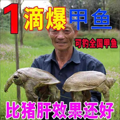 钓甲鱼专用饵料？