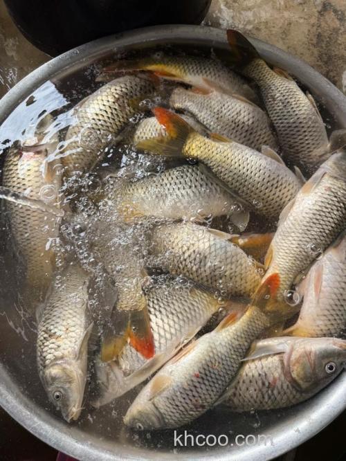 野生鲤鱼秋天最喜欢吃什么食物