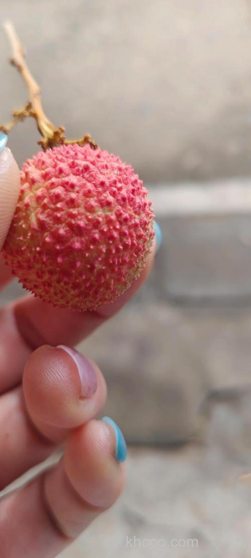 杨梅和榴莲能一起吃吗 杨梅和榴莲一起吃会上火吗