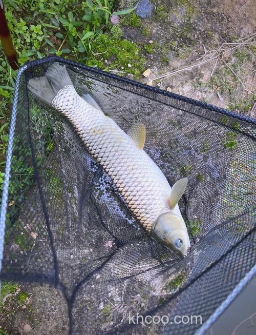 十月钓草鱼钓多深？