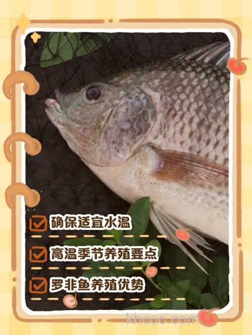 山泉水养罗非鱼方法？