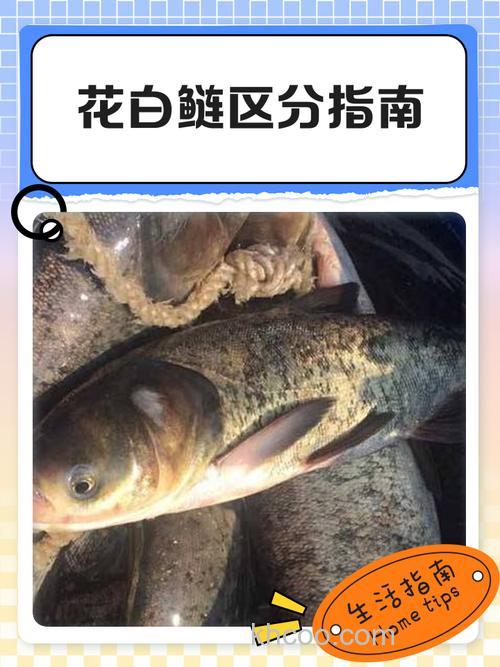 放养花白鲢的不同作用？