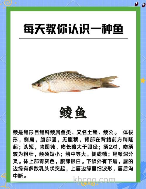 鲮鱼喜欢果酸吗？