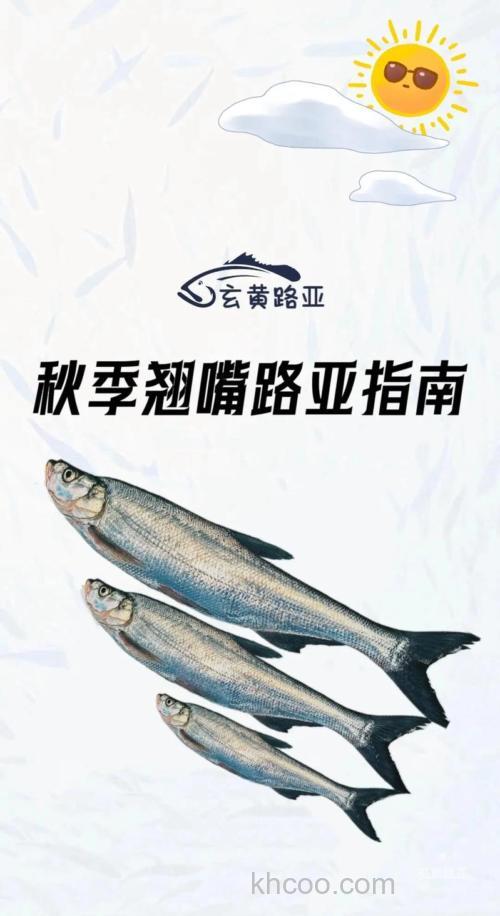 深秋如何钓翘嘴？