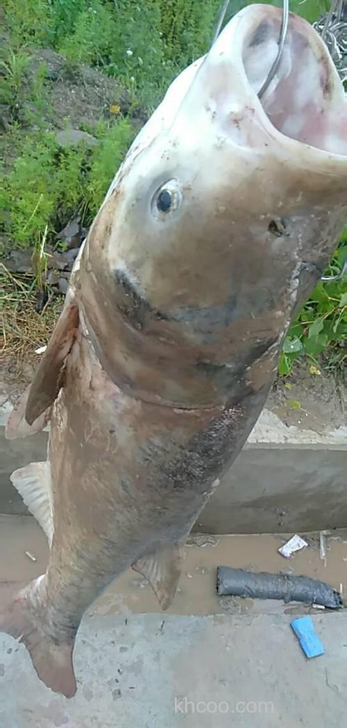 手竿钓鲢鳙是台钓爱好者的进门考？