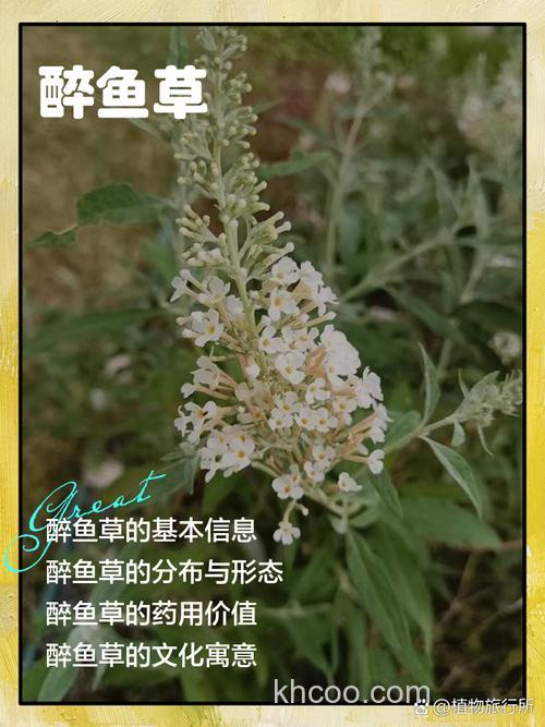 醉鱼草干粉拌鱼饵窝料有效吗