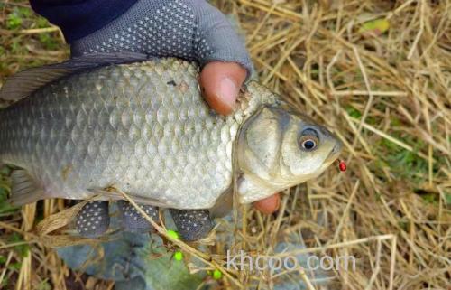 冬季野钓鲫鱼什么天气容易钓到？