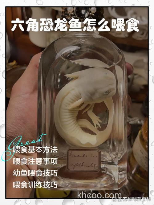 六角龙鱼可以喂肉末么?