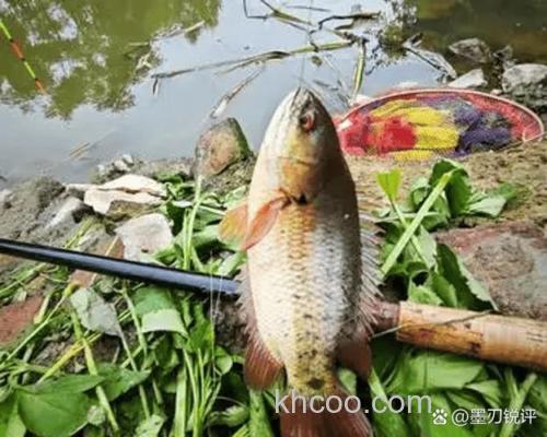 野钓什么声音对鱼有影响？